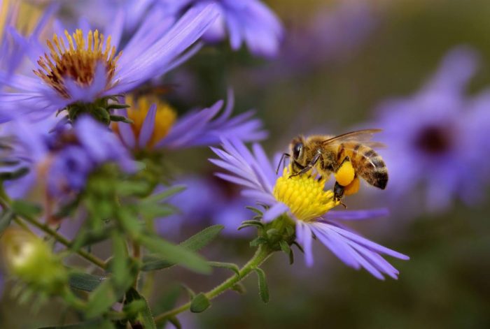 Pollinisation en souffrance
