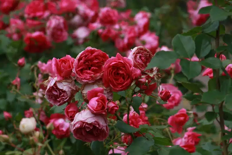 rosier fleuri
